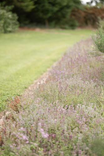 a field of purple flowers in a field of grass at LakEscape - Waterfront Self- Catering Cabins in Enniskillen