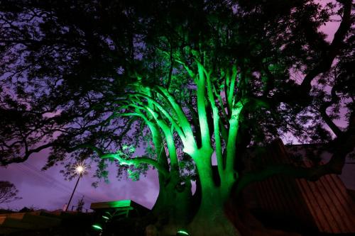 a tree with green lights on it at night at Novotel New Plymouth Taranaki in New Plymouth