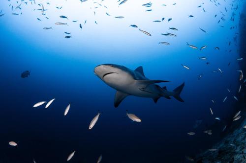 a shark swimming in the ocean with a group of fishes at Beqa Lagoon Resort in Beqa Island