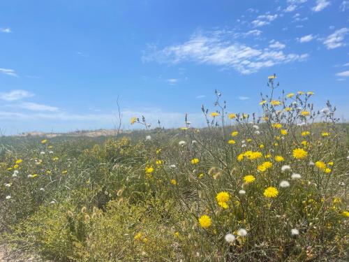 Φωτογραφία από το άλμπουμ του Rose - Primera línea de mar, piscina, wifi, parquing σε Cubelles