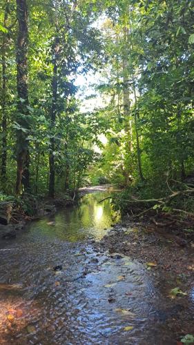 a stream in the middle of a forest with trees at Vista Alta Ecolodge Bahia Drake in Drake