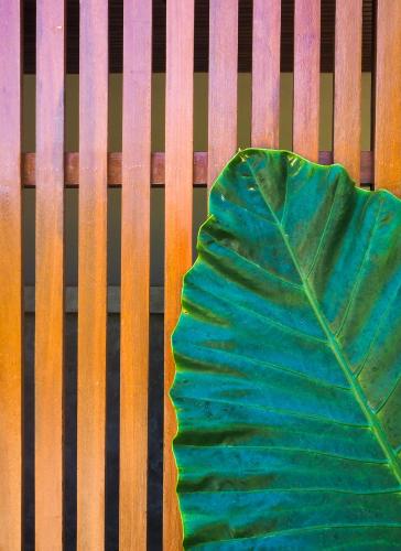 a large green leaf sitting on a wooden bench at Suku Lifestyle Hotel & Villas in Selong Belanak