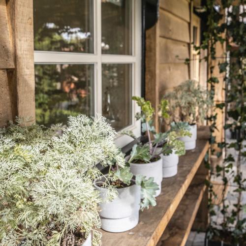 a row of potted plants sitting on a window sill at Op Oost Boutique hotel & Restaurant het Kook Atelier in Oosterend