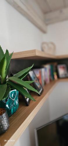 a shelf with a potted plant on top of it at Brvnara Marinković na Sekulićima in Sekulić 