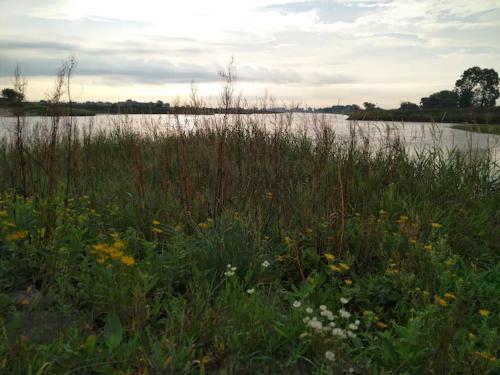 a field of grass and flowers in front of a body of water at Forsthaus Nicolai in Pretzsch