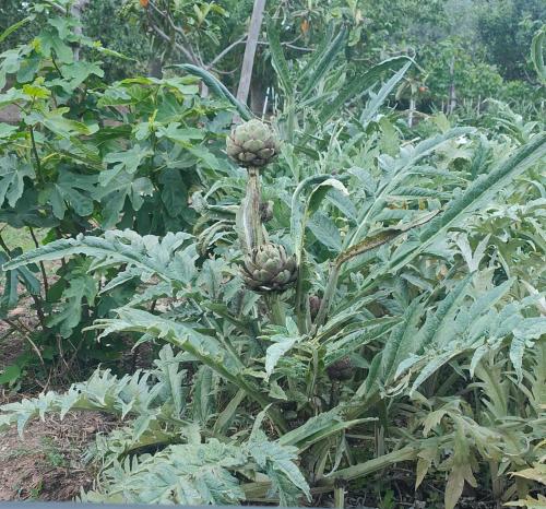 a plant with a bunch of bananas on it at GioiaVitae - Bed-in-Botte - Dormire in vigna in Luogosano