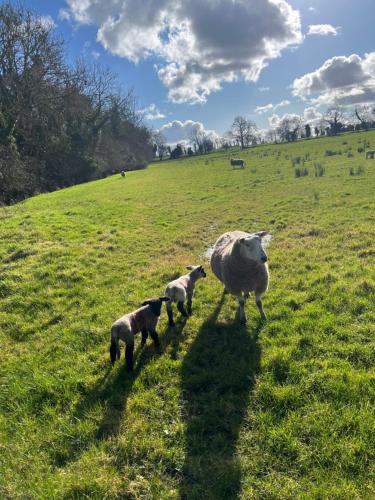 a sheep and two lambs walking in a field at Country Retreat Near Emerald Park in Dunshaughlin