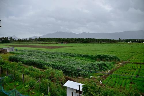 un campo de cultivos con montañas en el fondo en Lakshmi illam Near Isha Yoga Adiyogi, en Alāndurai