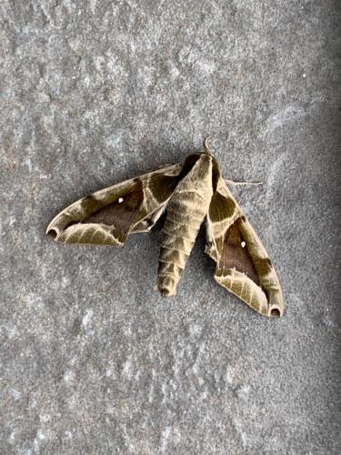 a leaf laying on the ground at 春夏秋冬海景民宿Ocean View Motel in Chenggong