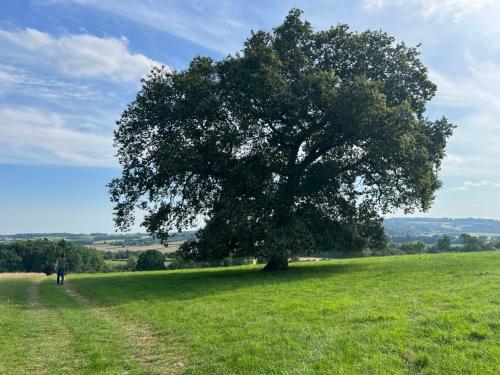 a person walking in a field next to a large tree at Bell Tent 4m and 7m Fossewold Cotswold Camping in Moreton in Marsh