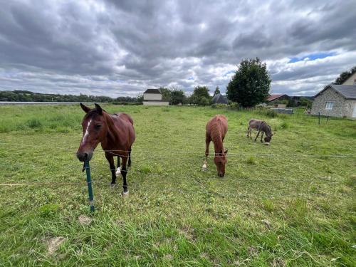 Altri animali domestici presso il campeggio o nei dintorni