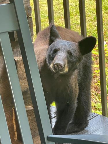 a large brown bear standing on a ladder at Bears Among Us in Gatlinburg