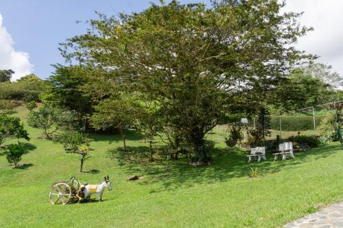 a horse standing in the grass next to a tree at Lago Calima - Bella Finca in Madroñal