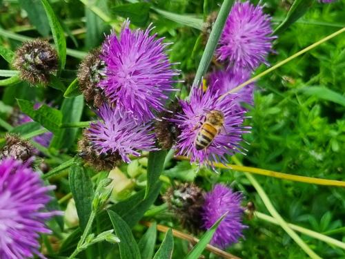 a bee is sitting on a purple flower at Eco Indigo in Dunbar