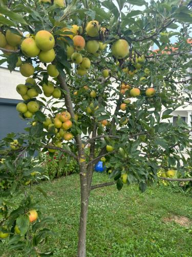 Foto dalla galleria di Apartment Naki a Bihać