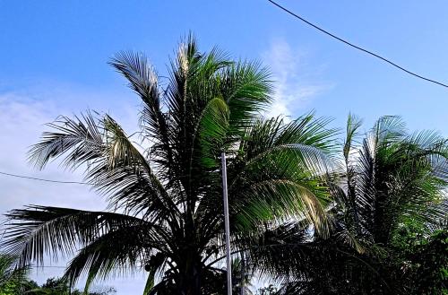 two palm trees in front of a blue sky at Hostel Summer Praia do Sol in João Pessoa