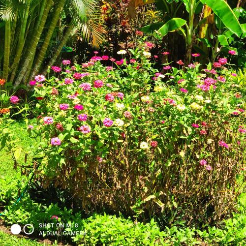 a bunch of pink flowers in a garden at Sun House Rental in Mambajao