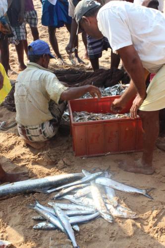 two men looking at fish in a box on the beach at Fishermens Lodge & Restaurant in Ranna