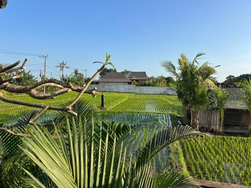 a field with palm trees and a house in the background at Unit Space Village in Canggu