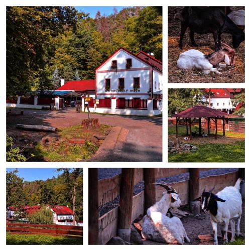 a collage of pictures of animals and a barn at Černodolský mlýn in Chotiměř