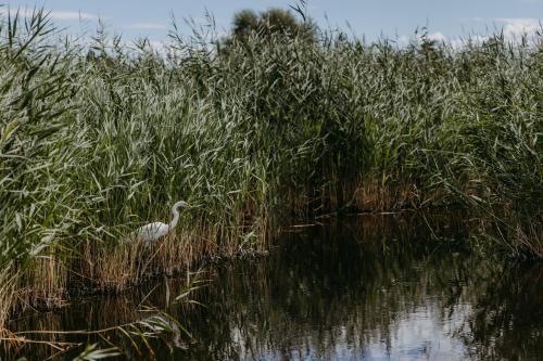 a white bird in the water near some tall grass at Seehütte Neusiedlersee - Seehaus inklusive Elektroboot in Rust