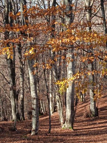 a group of trees with autumn leaves on them at La Torretta Historical Home in Casperia