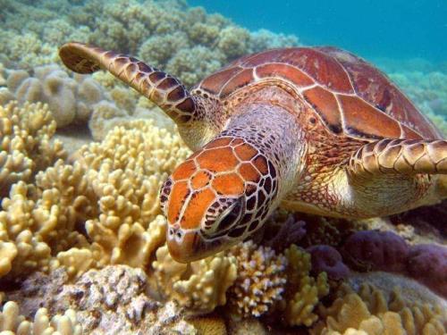 a sea turtle swimming on a coral reef at KANALU Land in Bouillante