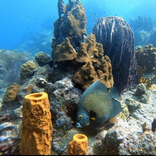a fish on a coral reef in the ocean at KANALU Land in Bouillante