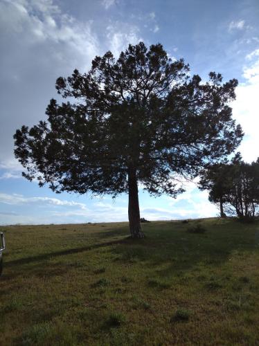 a tree in the middle of a field at Casa Rural del Médico in Hontoria del Pinar