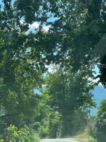 a group of trees on the side of a road at Soulrest EkoResort - Mehov Konak in Gusinje