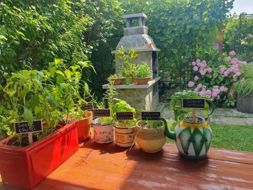 Green Garden Home