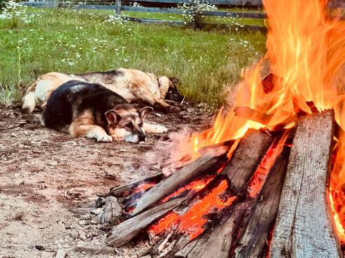 two dogs laying next to a camp fire at Carpathian cabin - Icelandic horses - Hestur Ivo in Izvoare