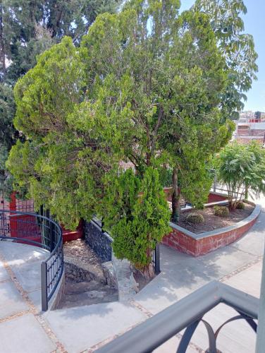 a tree in a park next to a fence at Quinta Mercedes in Guanajuato