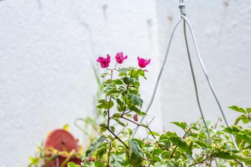 Giardino di ORESCA Hostel