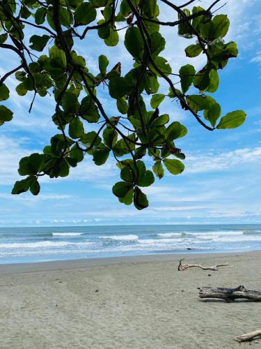 a view of a beach with a tree branch at Casa début Surf Place in Parrita