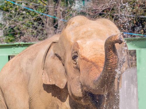 an elephant is spraying itself with its trunk at Business Ryokan Akashiya Annex in Akashi