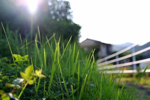 a field of tall green grass next to a fence at 伊豆の宿　静海 in Ito