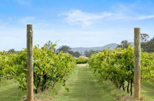 a row of grapes in a vineyard at Pokolbin Glamping - Sleeps 6 Across 3 Eco-Friendly Glamping Tents in Pokolbin