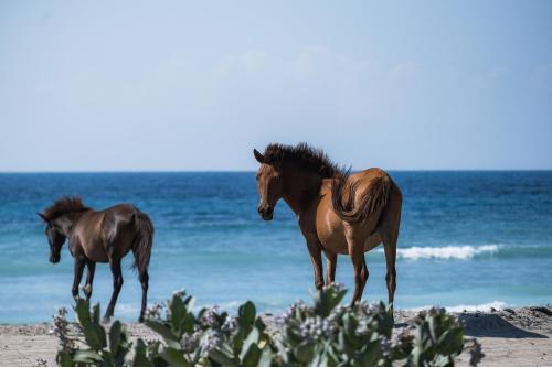two horses standing on the beach near the ocean at Anna Villas by Sumba-Beach in Memboro