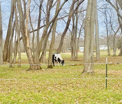 a cow grazing in a field next to trees at Eclectic Riverside Home 3 Season Room Large Deck in Moline