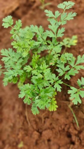 a green plant sitting on top of the dirt at Flora Prairie at Mae Rim, Chiang Mai in Ban Tai