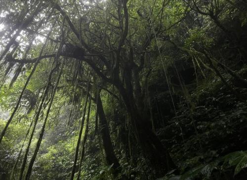 a lush green forest with trees and leaves at Opik Homestay Tete Batu in Tetebatu