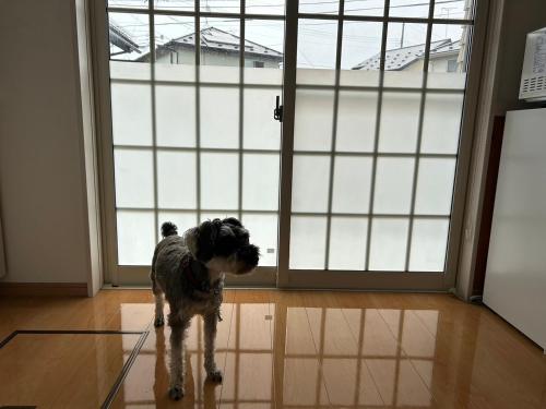 a dog standing in front of an open door at キズキノホテル in Morioka