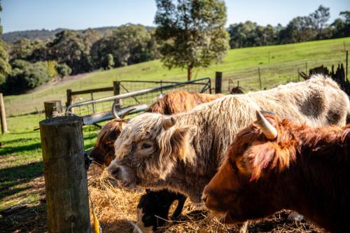 a group of cows in a field eating hay at Karrak Reach Forest Retreat in Denmark