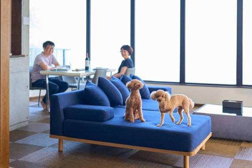 two dogs sitting on a blue couch in a living room at Suite Villa Panora Atami Sakurazawa in Atami