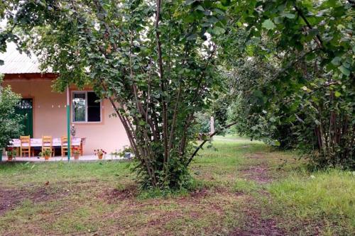 a small tree in front of a house at Mammadaghali rental house in Mǝmmǝdağalı