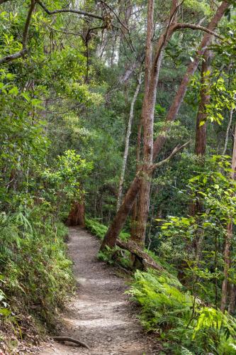 a dirt trail in the middle of a forest at Secluded Luxury 2BR Rainforest Retreat Free Wi-Fi in Springbrook