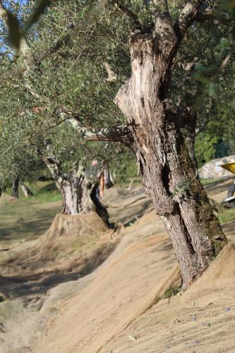 a tree on a dirt road next to some trees at Azienda Agricola Fabbrica Di San Martino in Lucca