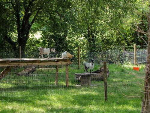 The Foxes Den Shepherds Hut photo 24
