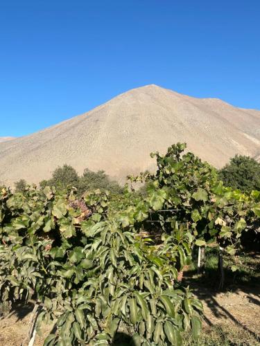 Fotografie z fotogalerie ubytování Casa campestre Valle del Elqui v destinaci Diaguita
